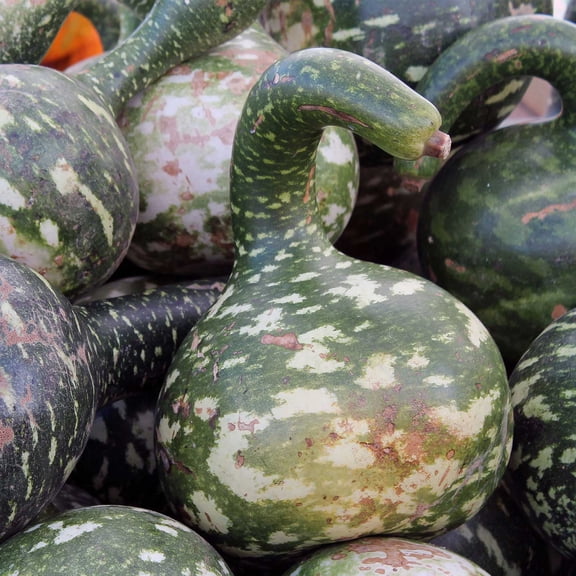 Long Handle Dipper Gourd Garden Seeds - 4 Oz - Non-GMO, Heirloom Vegetable Gardening Seeds - Long Handled