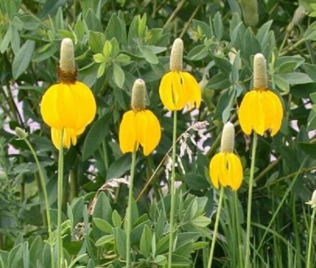 Long Headed Coneflower Seeds for Planting (100 Seeds) Easy to Grow