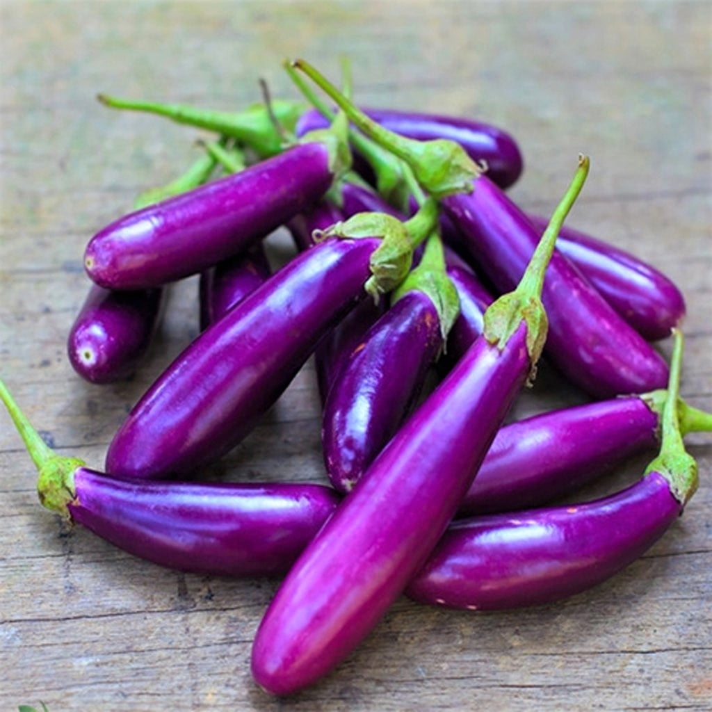 Long Purple Eggplant Seeds 100 Count Seed Pack The Perfect Variety