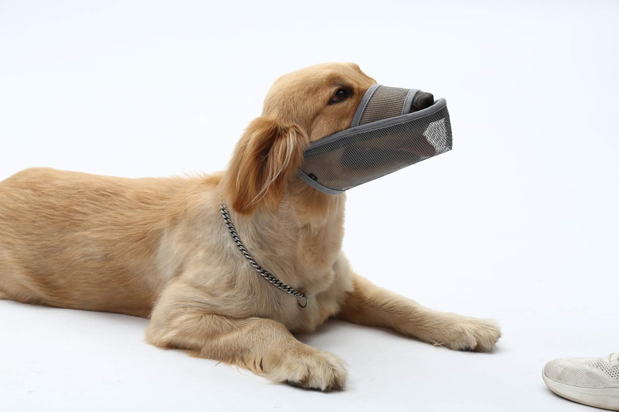 Doberman Dog Professional Bristle Brush for Grooming : Doberman Breed: Dog  Harness, Doberman Muzzle, Dog Collars