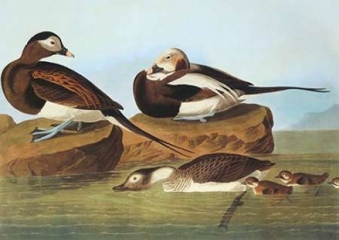 Long-Tailed Duck Canvas Art - John James Audubon (20 x 28)