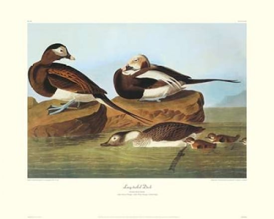 Long-Tailed Duck (decorative border) Canvas Art - John James Audubon (24 x 30)