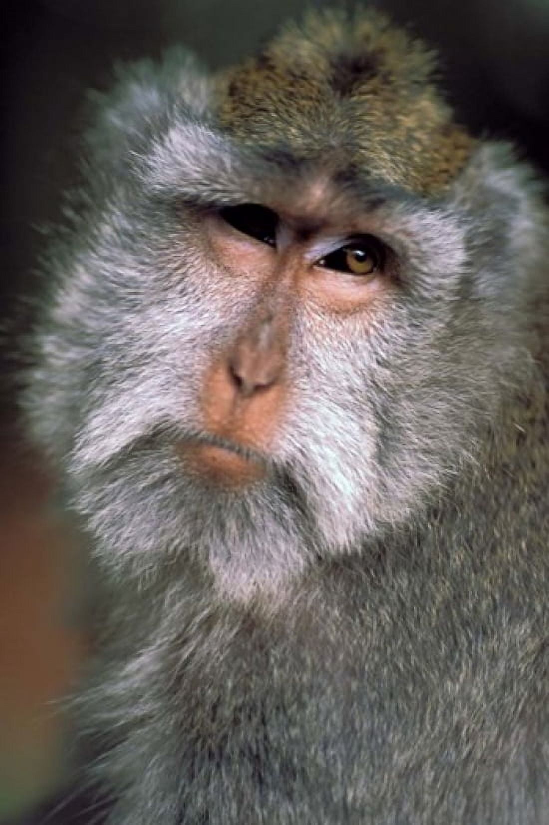 Long Tailed Macaques Sacred Monkey Forest Ubud Bali Indonesia Canvas Art - Paul Souders DanitaDelimont (18 x 27)