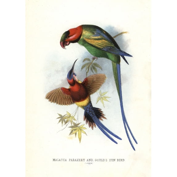 Long-Tailed Parakeet, Psittacula Longicaudaa Poster Print By ® Florilegius Mary Evans (18 X 24)