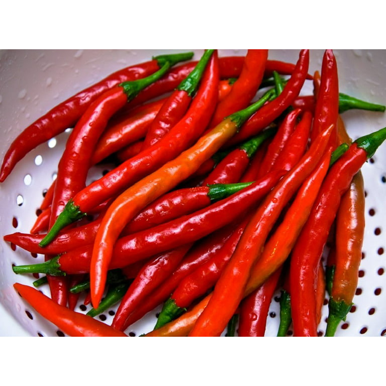 Long Thin Red Cayenne Pepper Plant - Hot! - 2.5 Pot