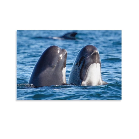 Long-finned Pilot Whales In The Water Poster Decorative Painting Canvas Wall Art Living Room Posters Bedroom Painting,Unframe-style,08x12inch(20x30cm)