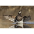 thumbnail image 1 of Long-tailed Duck drying its wings Poster Print by Ken Archer (18 x 24), 1 of 3