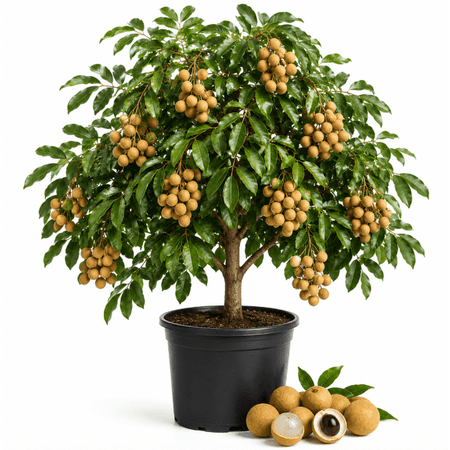 Longan Dimocarpus Live Plant 4-6 Inch Tall, Tropical Longan Fruit Tree Seedling for Outdoor Garden, Patio and Containers