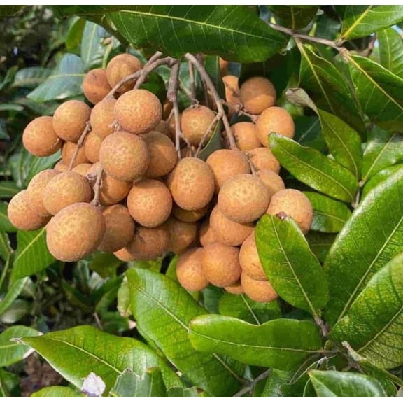 Longan Live Starter Plant - 5-8" Tall - Dimocarpus longan - Tropical Fruit Tree for Containers, Patios - Sweet Longan Plant - Ready to Grow