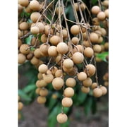 Longan, Pink Sri Chompoo Dimocarpus longan Air Layered 3-4 Feet Tall. SHIPS TO ALL STATES