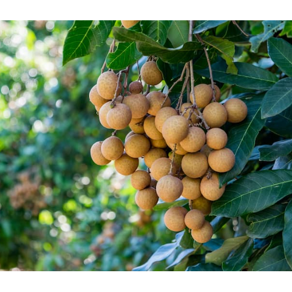 Longan Tree Live for Planting, Tropical Longan Tree Live Plant, 8 to 10 Inc Tall in Half Gal Pot, Well-Rooted Fast-Growing Fruit Tree for Garden