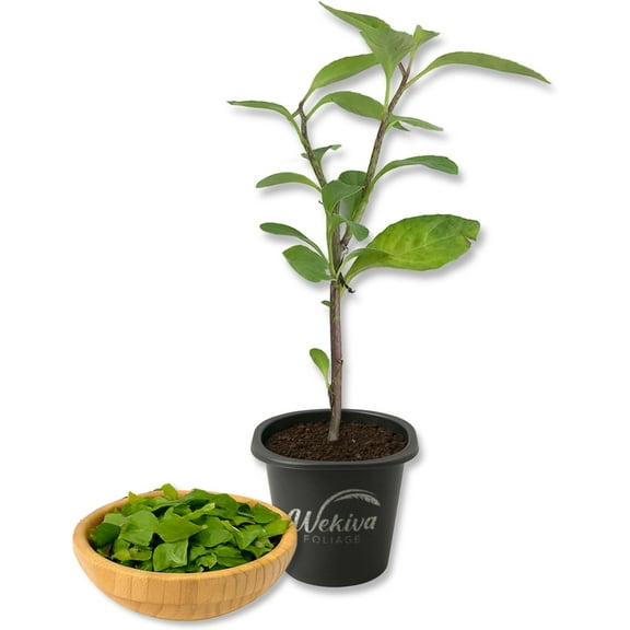 Longevity Spinach - 1 Live Starter Plant - Gynura Procumbens - Grow Your Own Vegetables and Fruit in The Garden or Patio