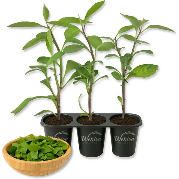 Longevity Spinach - 3 Live Starter Plants - Gynura Procumbens - Grow Your Own Vegetables and Fruit in The Garden or Patio