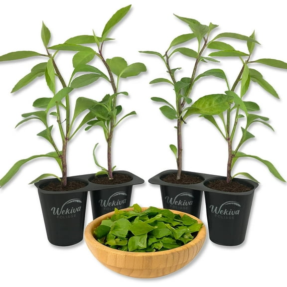 Longevity Spinach - 4 Live Starter Plants - Gynura Procumbens - Grow Your Own Vegetables and Fruit in The Garden or Patio
