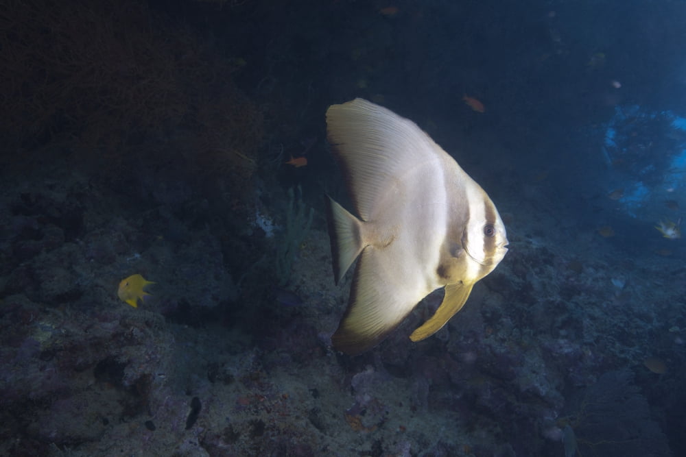 Longfin spadefish Beqa Lagoon Fiji Canvas Art - Terry MooreStocktrek Images (18 x 12)
