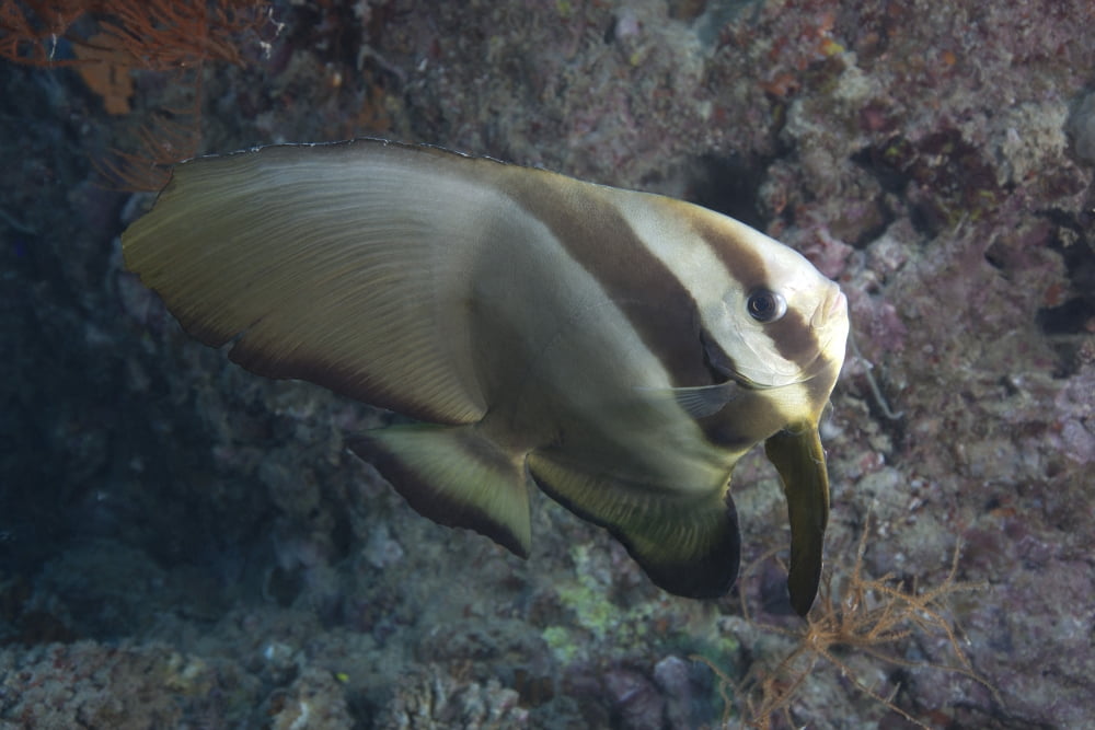 Longfin spadefish Beqa Lagoon Fiji Canvas Art - Terry MooreStocktrek Images (18 x 12)