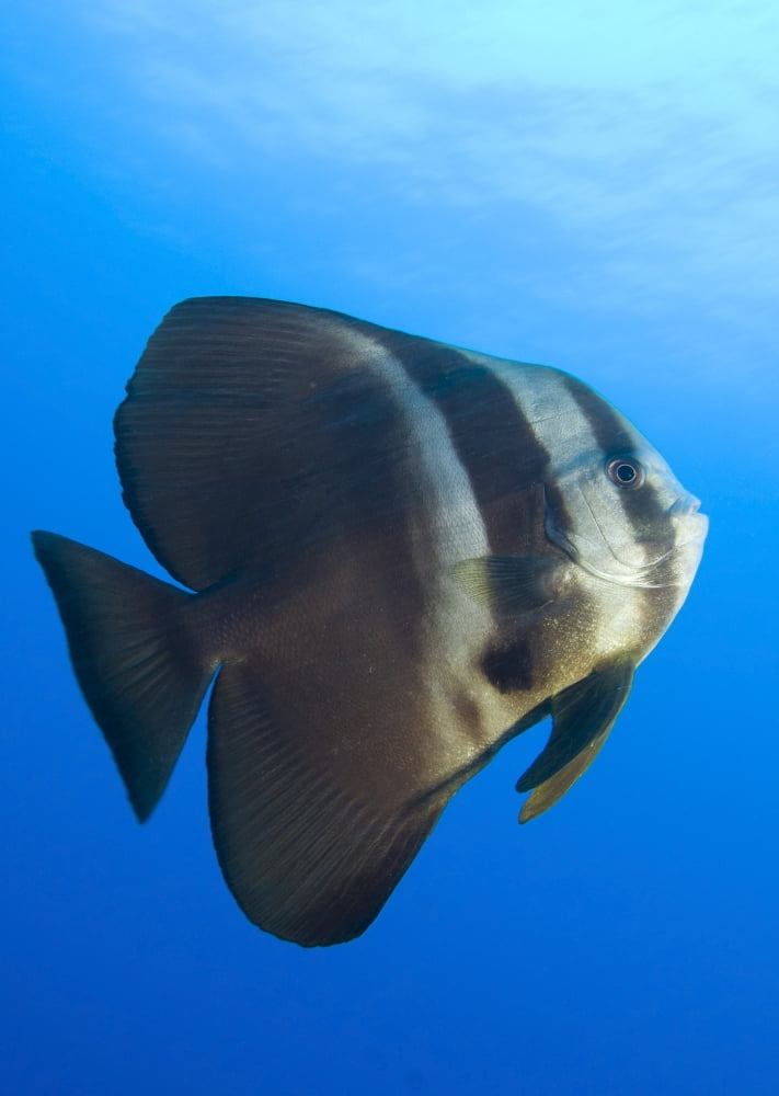 Longfin spadefish Papua New Guinea Canvas Art - Steve JonesStocktrek Images (12 x 17)