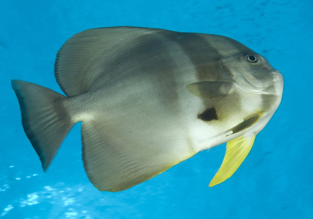 Longfin spadefish Papua New Guinea Canvas Art - Steve JonesStocktrek Images (17 x 12)