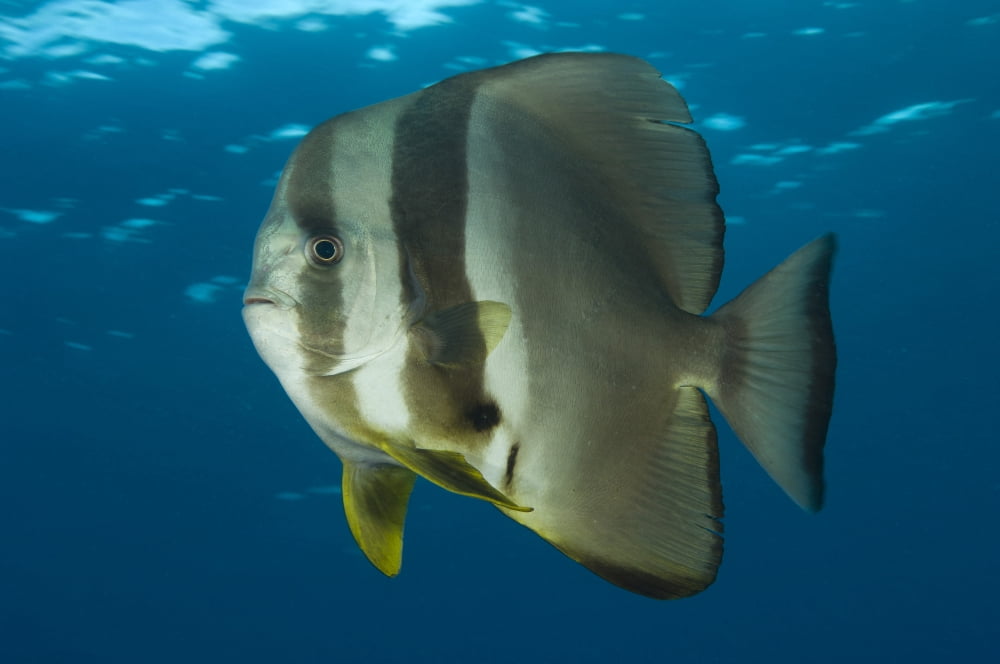 Longfin spadefish Papua New Guinea Canvas Art - Steve JonesStocktrek Images (18 x 12)