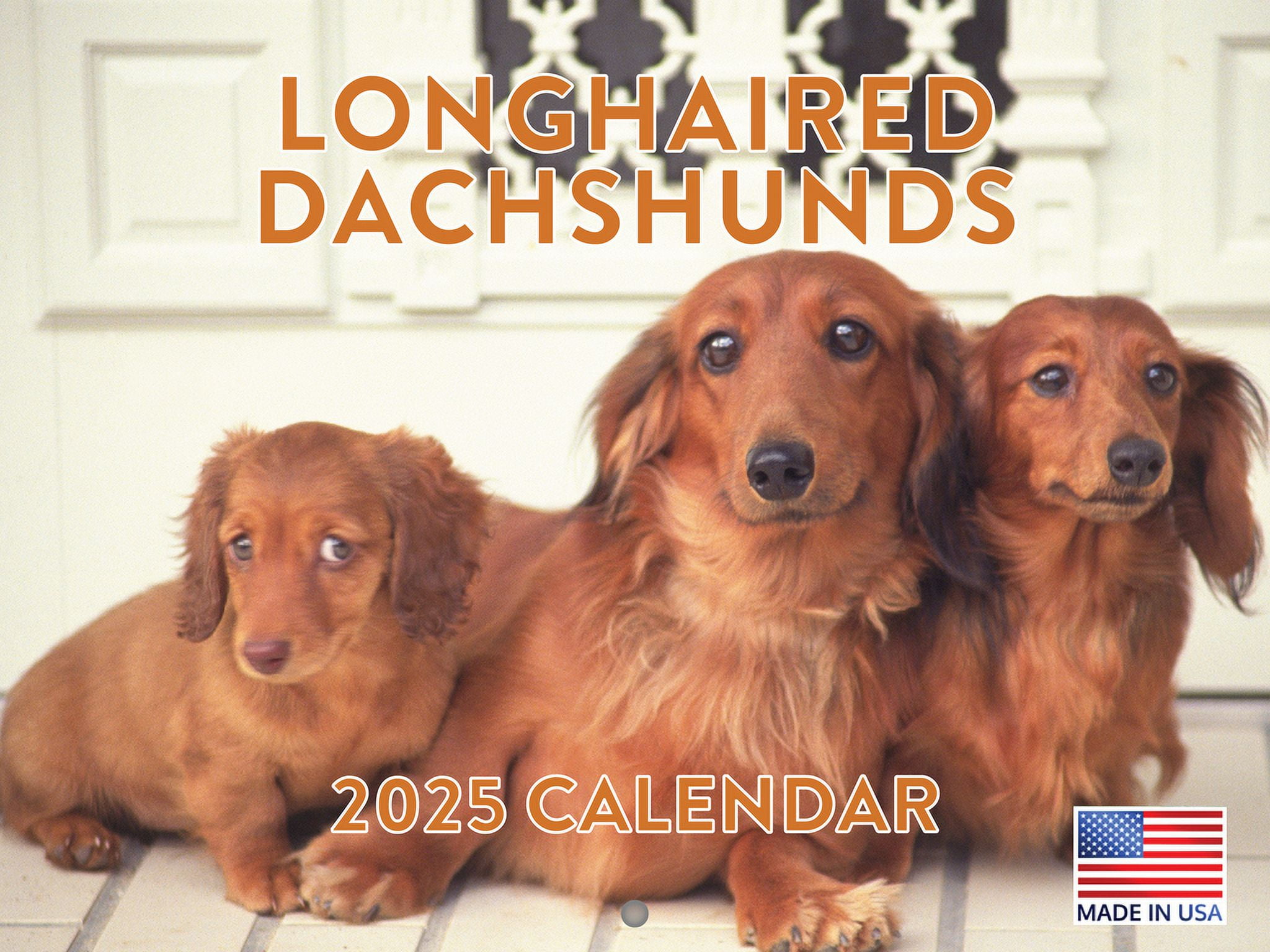 Long Haired Dachshund Longhaired Calendar 2025 Monthly Wall Calender 12
