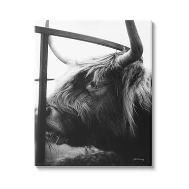 Longhorn Cattle Feeding Portrait Animals & Insects Photograph Gallery Wrapped Canvas Print Wall Art