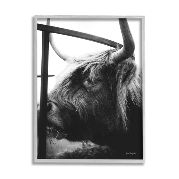 Longhorn Cattle Feeding Portrait Animals & Insects Photograph Gray Framed Art Print Wall Art
