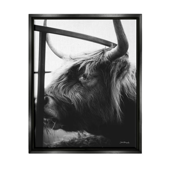 Longhorn Cattle Feeding Portrait Animals & Insects Photograph Jet Black Framed Art Print Wall Art