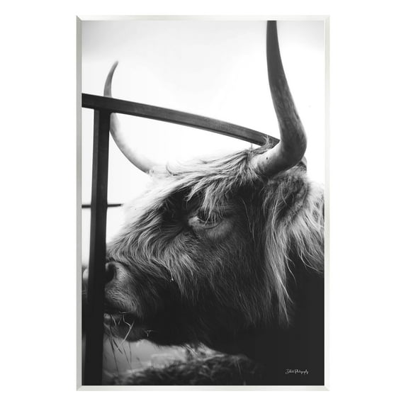 Longhorn Cattle Feeding Portrait Animals & Insects Photograph Unframed Art Print Wall Art