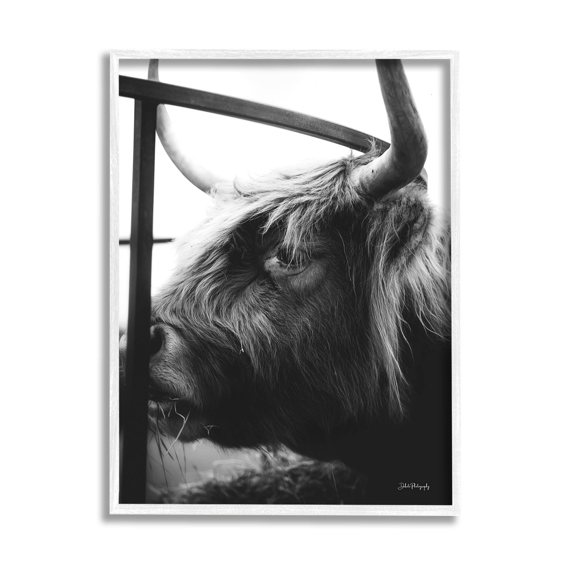 Longhorn Cattle Feeding Portrait Animals & Insects Photograph White Framed Art Print Wall Art