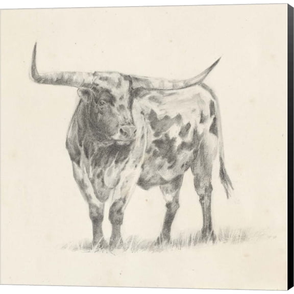 Longhorn Steer Sketch II by Ethan Harper, Canvas Wall Art, 24W x 24H