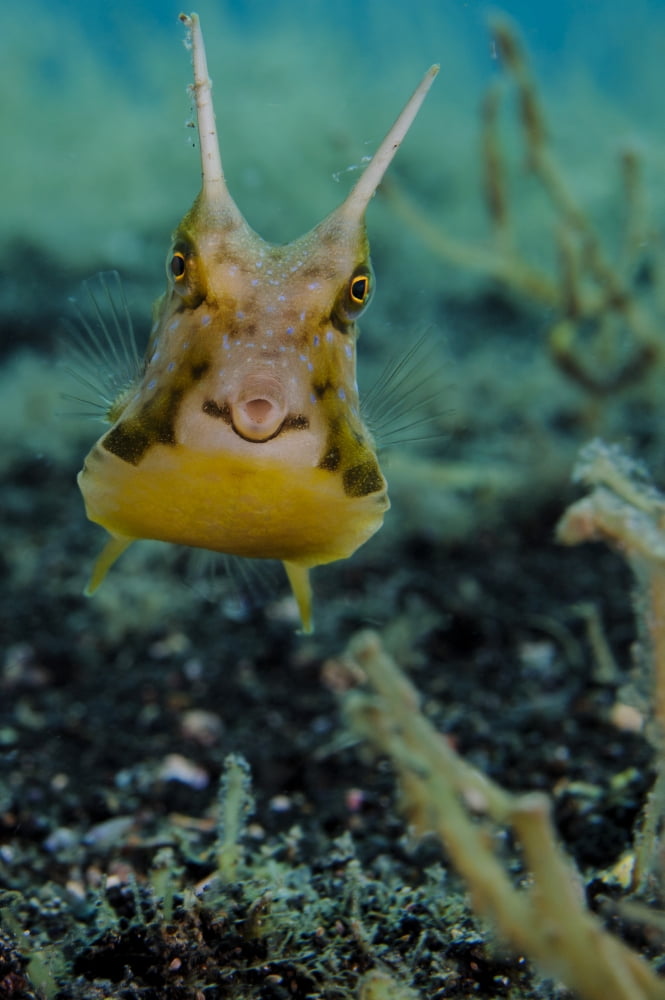 Longhorn cowfish Lembeh Strait Indonesia Canvas Art - Steve JonesStocktrek Images (23 x 35)