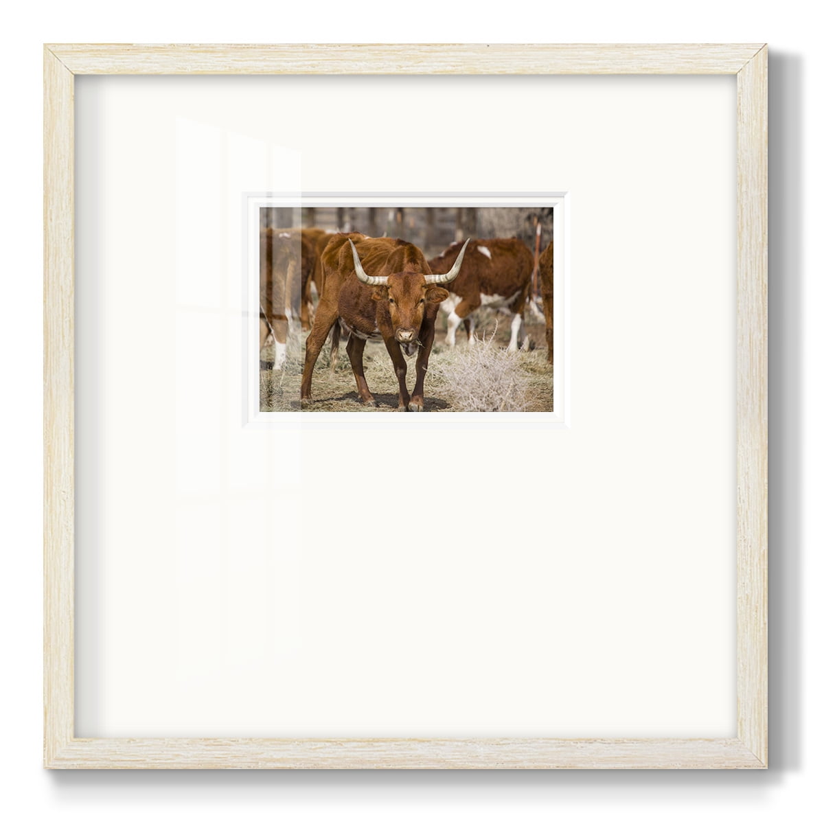 LonghornsPremium Framed Print