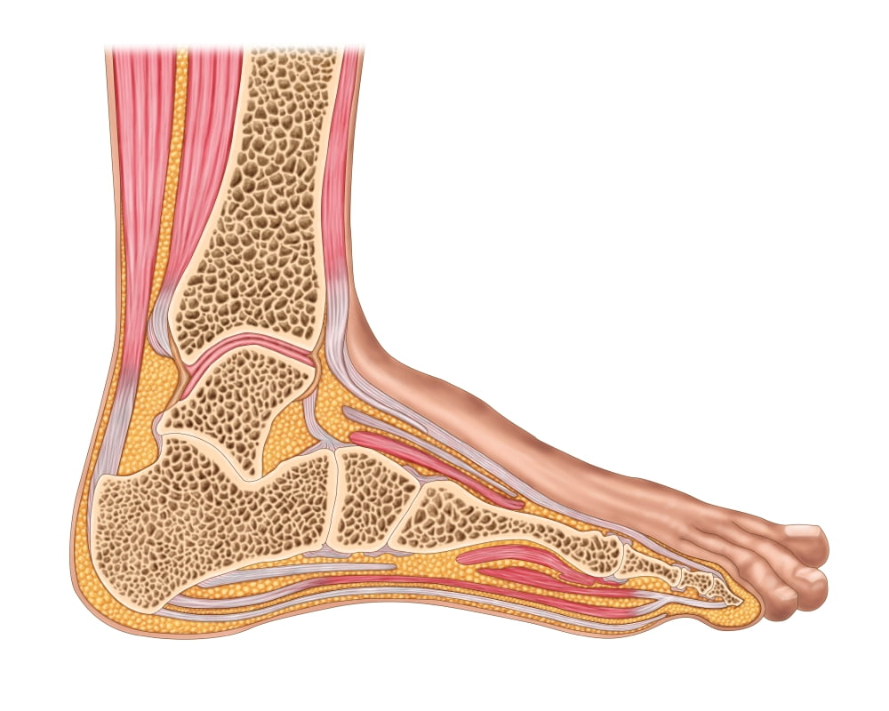 Longitudinal section of human foot in a sagittal plane Canvas Art - Stocktrek Images (16 x 13)