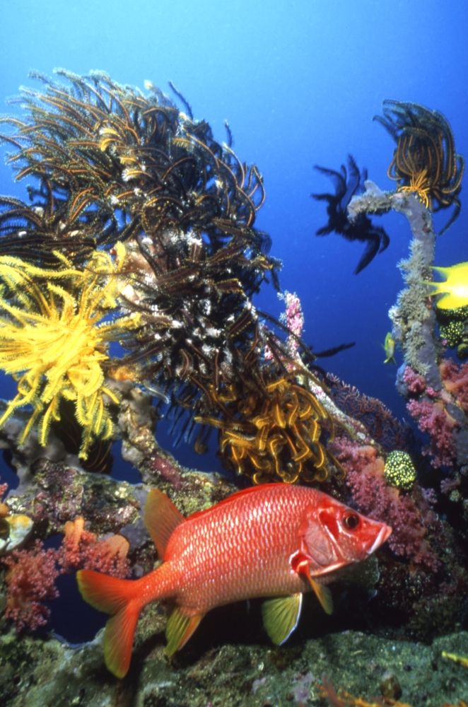 Longjaw squirrelfish Indonesia Canvas Art - Beverly FactorStocktrek Images (12 x 17)