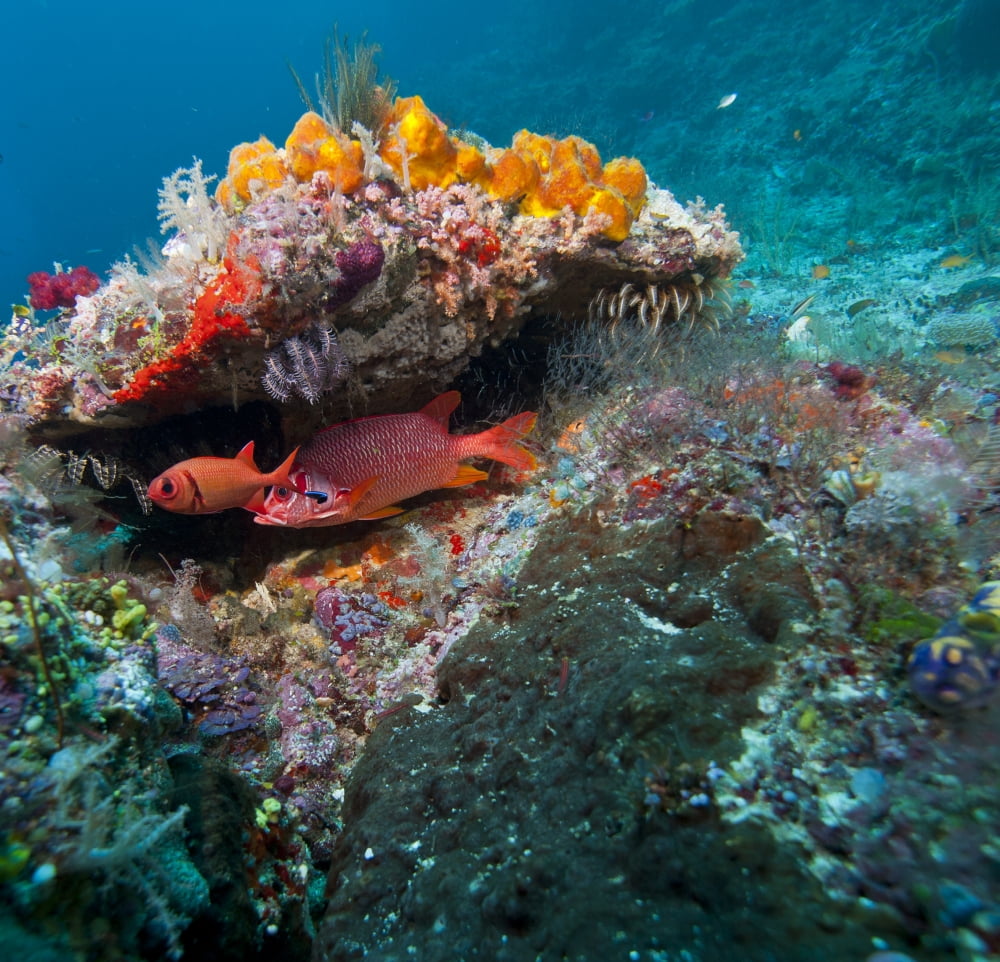 Longjaw squirrelfish in coral reef Raja Ampat Indonesia Canvas Art - Beverly FactorStocktrek Images (29 x 28)