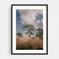 thumbnail image 1 of Longleaf Pine - Ocala Florida Photography Nature Landscape Forest Scenic Woods Woodland Black Framed Wall Art Print 12 x 18 inches, 1 of 8