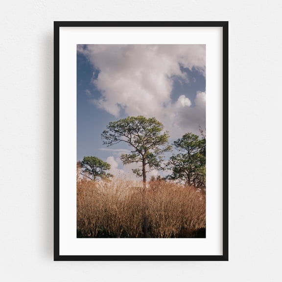 Longleaf Pine - Ocala Florida Photography Nature Landscape Forest Scenic Woods Woodland Black Framed Wall Art Print 24 x 36 inches