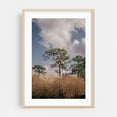 thumbnail image 1 of Longleaf Pine - Ocala Florida Photography Nature Landscape Forest Scenic Woods Woodland Oak Framed Wall Art Print 5 x 7 inches, 1 of 59