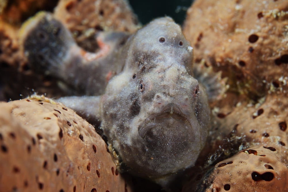 Longlure Frogfish Bonaire Caribbean Netherlands Canvas Art - Terry MooreStocktrek Images (18 x 12)