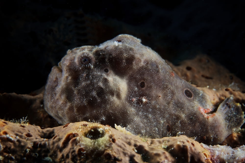 Longlure Frogfish Bonaire Caribbean Netherlands Canvas Art - Terry MooreStocktrek Images (35 x 23)