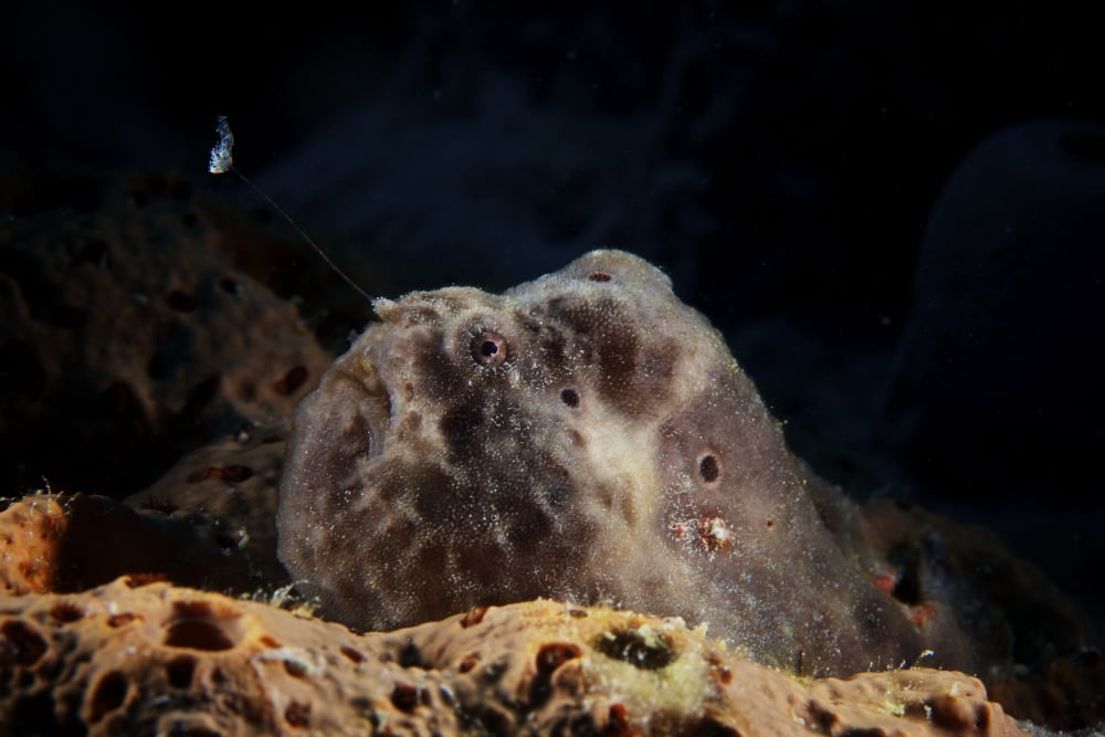 Longlure Frogfish Bonaire Caribbean Netherlands Canvas Art - Terry MooreStocktrek Images (35 x 23)
