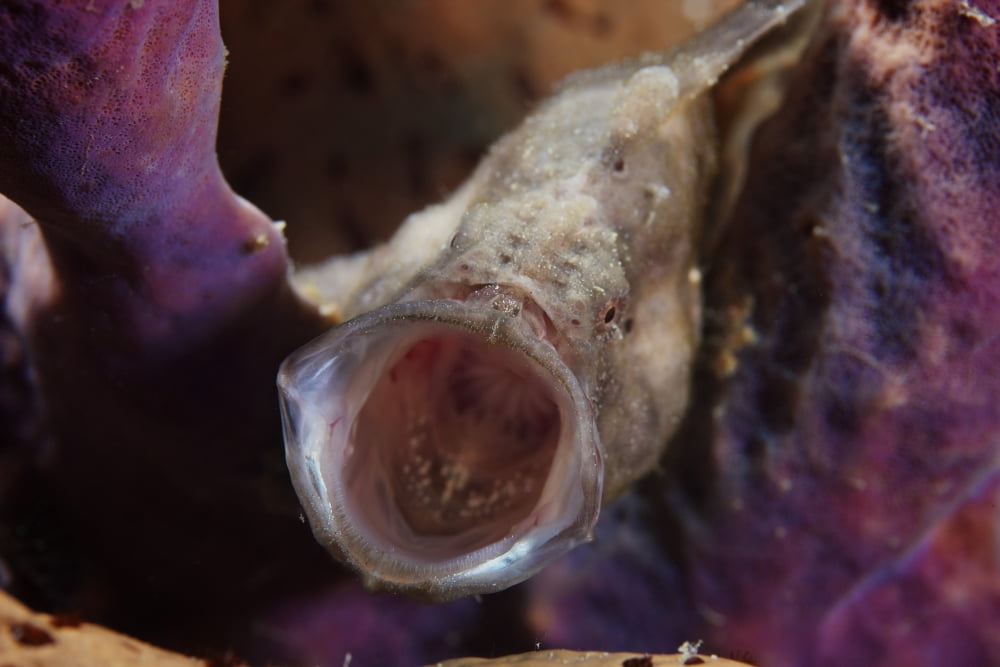 Longlure Frogfish yawning Bonaire Caribbean Netherlands Canvas Art - Terry MooreStocktrek Images (35 x 23)