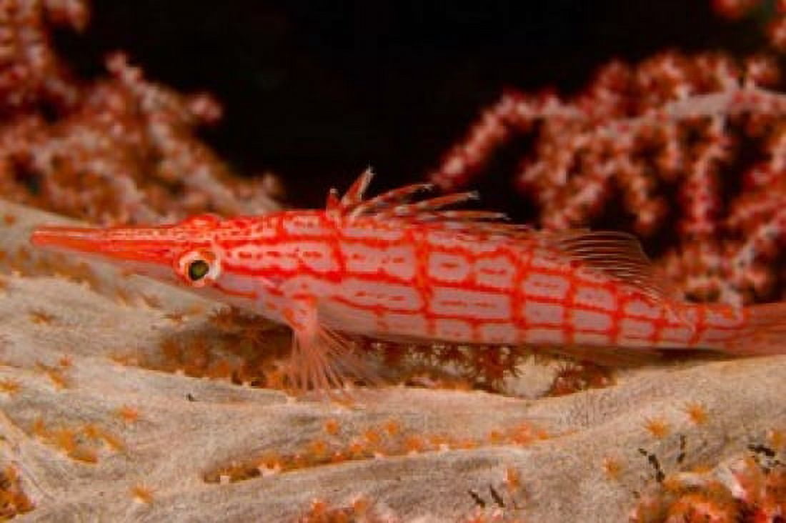 Longnose Hawkfish Banda Sea Indonesia Canvas Art - Stuart Westmorland DanitaDelimont (26 x 18)
