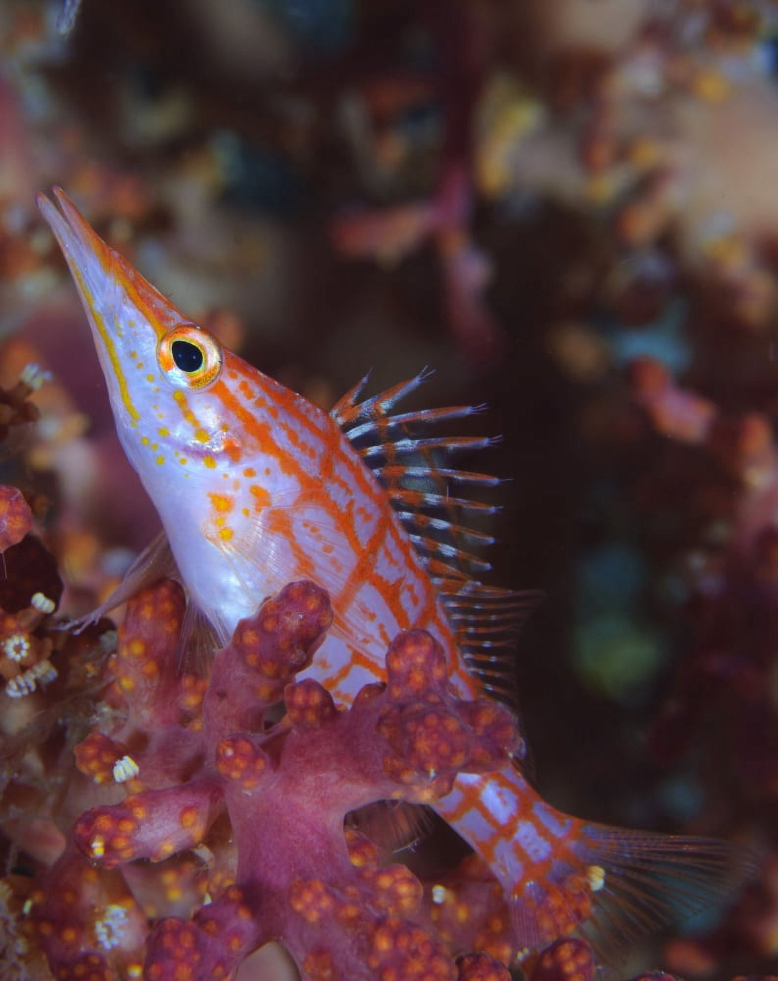 Longnose hawkfish Solomon Islands Canvas Art - Steve JonesStocktrek Images (13 x 16)