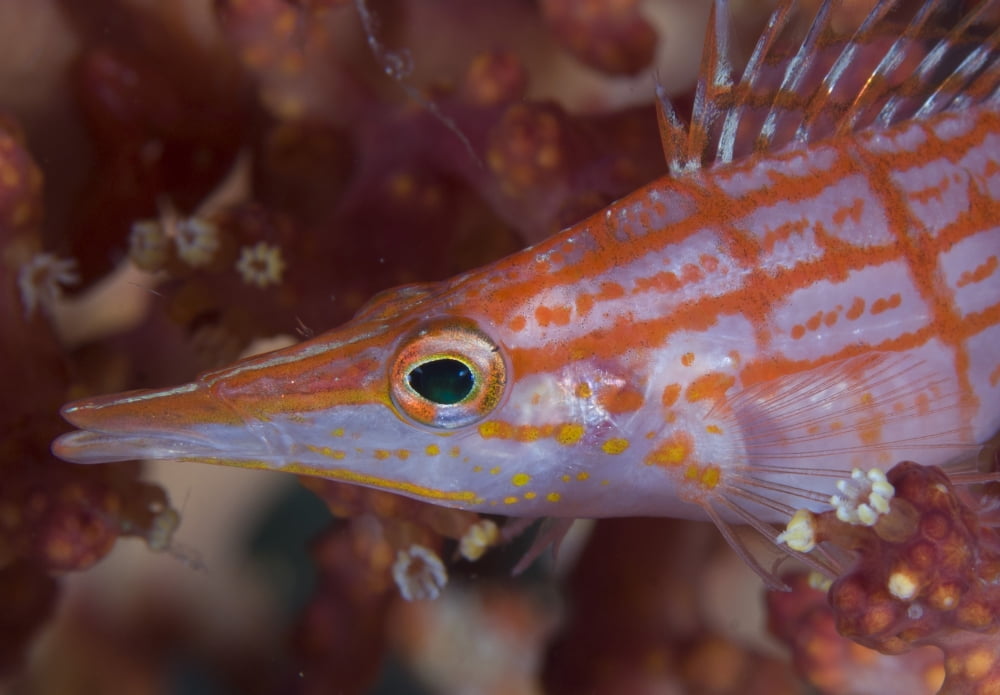Longnose hawkfish Solomon Islands Canvas Art - Steve JonesStocktrek Images (17 x 12)