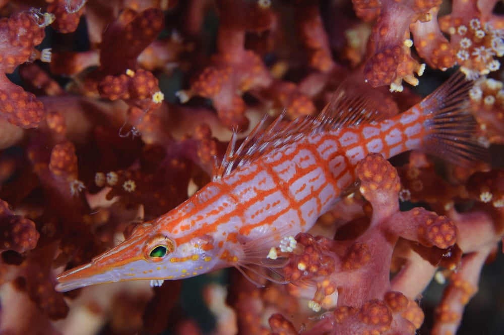 Longnose hawkfish Solomon Islands Canvas Art - Steve JonesStocktrek Images (35 x 23)
