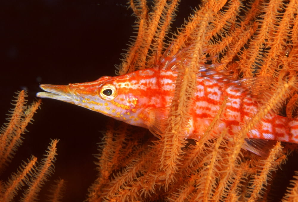 Longnose hawkfish Thailand Canvas Art - Beverly FactorStocktrek Images (17 x 12)