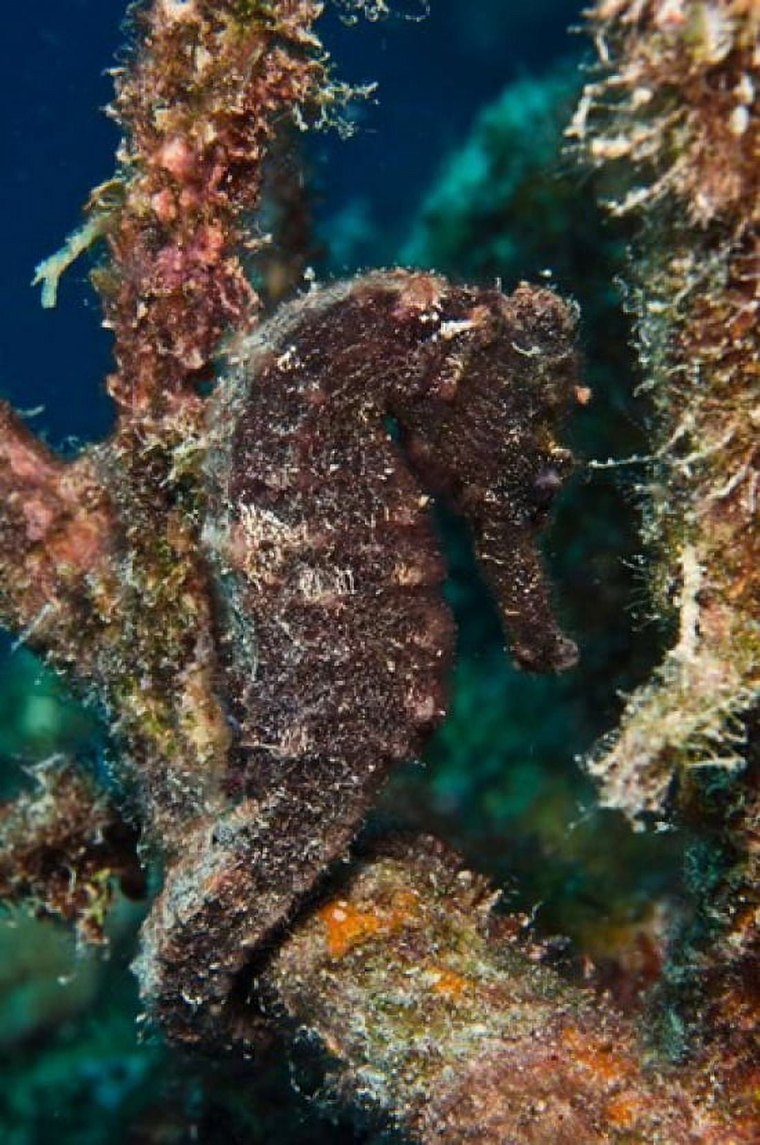 Longsnout Seahorse Marine Life Netherlands Antilles Canvas Art - Pete Oxford DanitaDelimont (24 x 36)