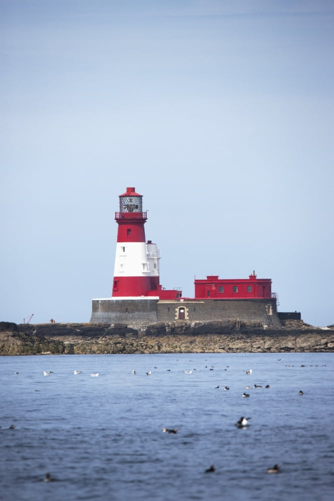 Longstone Lighthouse And Guillemot In The Water Farne Islands Northumberland England Canvas Art - John Short Design Pics (12 x 19)