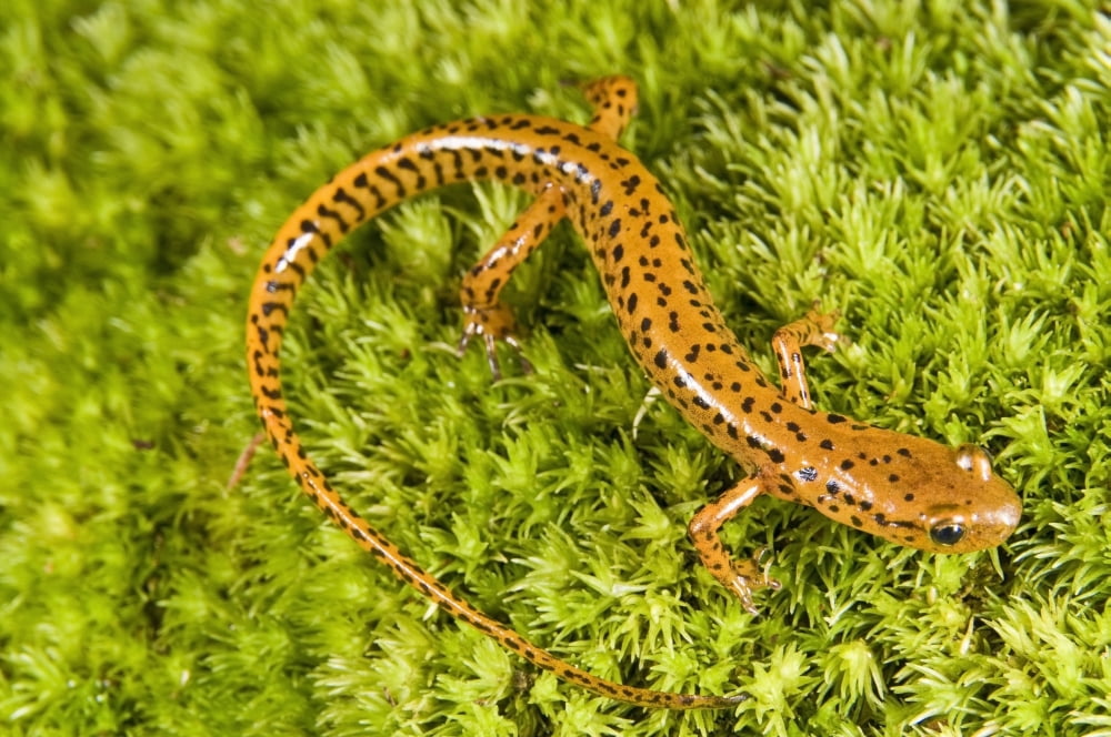 Longtail Salamander (Eurycea Longicauda) Canvas Art - Jack Goldfarb Design Pics (18 x 12)